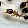 Myrmicinae 4 2