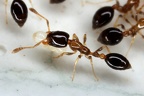 Myrmicinae 4 2