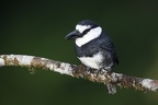 Notharchus macrorhynchos   White-Necked Puffbird  Wei  hals-Faulvogel 1 1