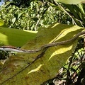Oxybelis aeneus  Brown Vine Snake  Erzspitznatter 1 3