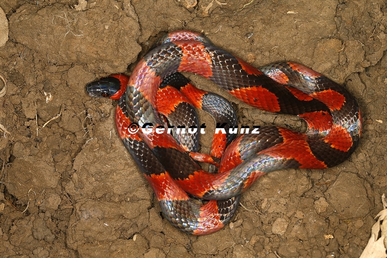 Oxyrophus_petolarius__Banded_calico_snake_1_2.jpg