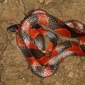 Oxyrophus petolarius  Banded calico snake 1 2