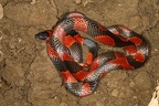 Oxyrophus petolarius  Banded calico snake 1 2