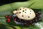 Scutelleridae  Schildwanze  indet  1 2