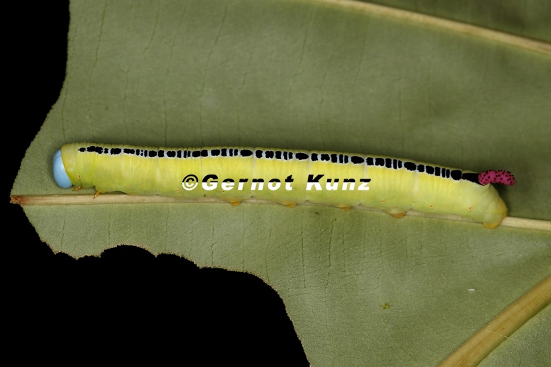 Sphingidae_0_2.jpg