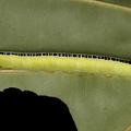 Sphingidae 0 2