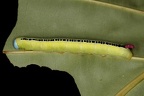 Sphingidae 0 2