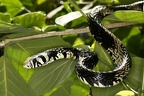 Spilotes pullatus  Tiger Ratsnake  Mica 5 2