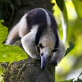 Tamandua mexicana  Northern Tamandua  N  rdlicher Tamandua  5 2