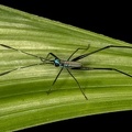 Tettigonoidea 1 2