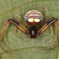 Thomisidae 2 2