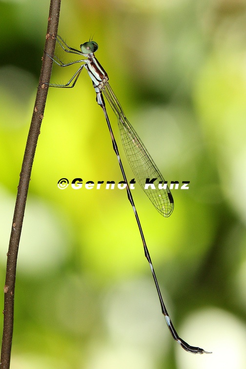Zygoptera 3 2