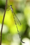 Zygoptera 3 2