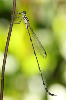 Zygoptera 3 2