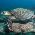 Eretmochelys imbricata  Hawksbill Sea Turtle  Echte Karettschildkr  te 8 2
