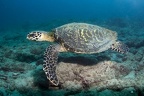 Eretmochelys imbricata  Hawksbill Sea Turtle  Echte Karettschildkr  te 8 2