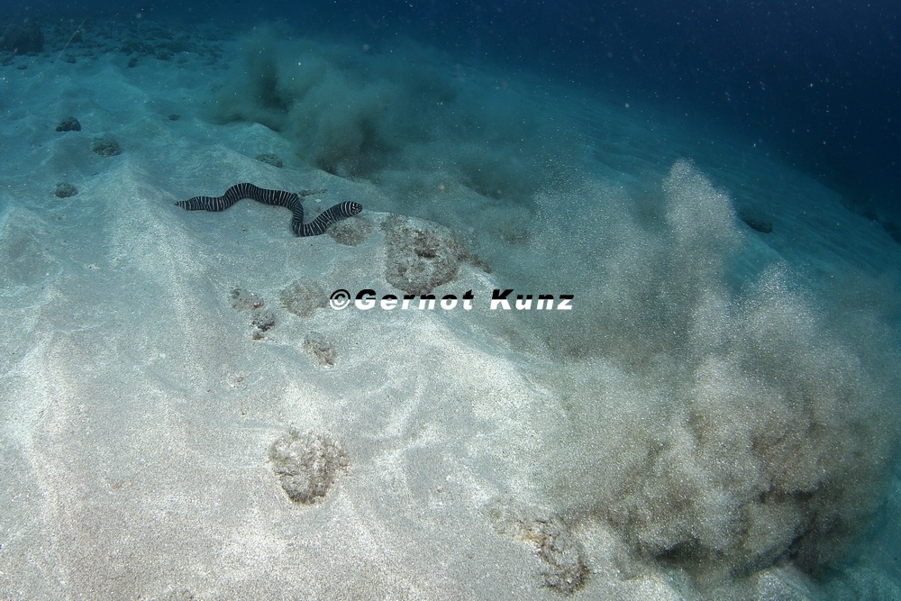 Gymnomuraena zebra  Zebra Moray  Zebramur  ne  6 2