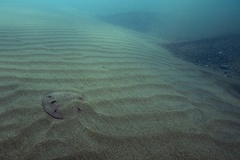 Mellita quinquiesperforata  Sanddollar  Sandtaler 6 1