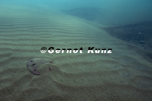 Mellita quinquiesperforata  Sanddollar  Sandtaler 6 1