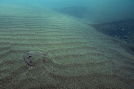 Mellita quinquiesperforata  Sanddollar  Sandtaler 6 1