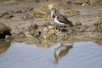 Actitis macularia  Spotted Sandpiper  Drosseluferl  ufer 6 2