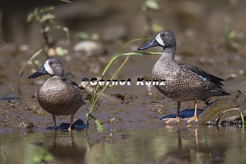 Anas discolor  Blue-winged Teal 3 2