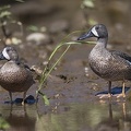 Anas discolor  Blue-winged Teal 3 2
