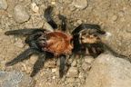 Cyclosternum fasciatum 7 2 002
