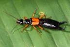 Dermaptera 3 2 002