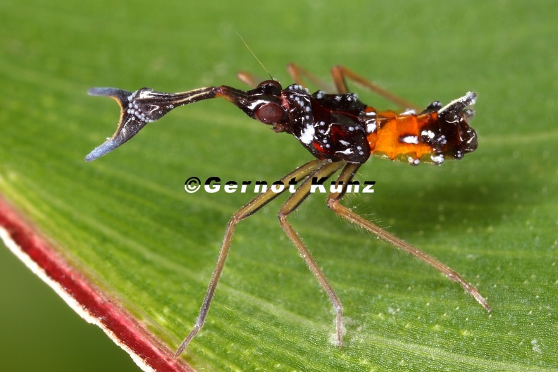 Fulgoridae_indet__L2_3.jpg