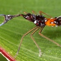 Fulgoridae indet  L2 3
