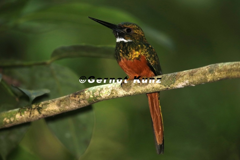 Galbula_ruficauda__Rufous-tailed_Jacamar__Rotschwanz-Glanzvogel_2_1.jpg