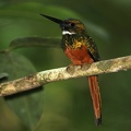 Galbula ruficauda  Rufous-tailed Jacamar  Rotschwanz-Glanzvogel 2 1