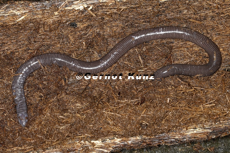 Gymnophiona__Schleichenlurche__Blindw__hle_6_2_001.jpg