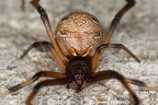 Latrodectus geometricus  Brown widow  Baune Witwe W1 2