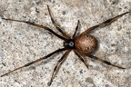 Latrodectus geometricus  Brown widow  Baune Witwe W3 2 001