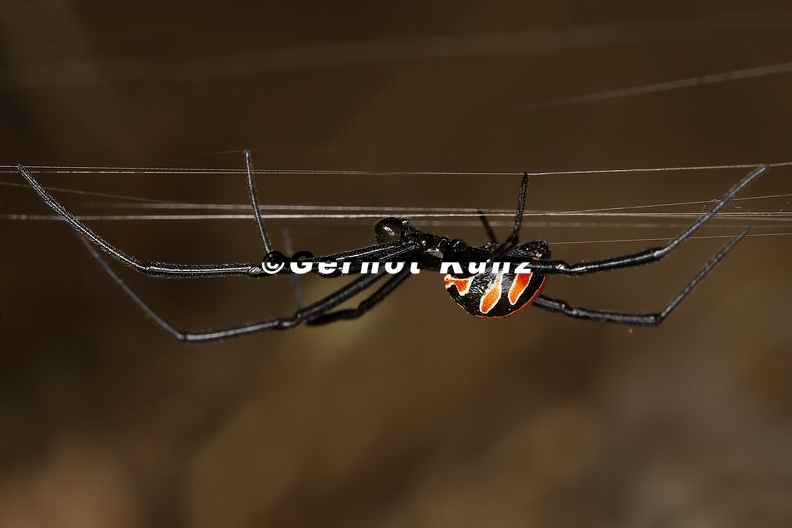 Latrodectus_mactans__S__dliche_Schwarze_Witwe_M7_2.jpg