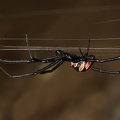 Latrodectus mactans  S  dliche Schwarze Witwe M7 2