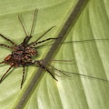 Lycosidae vs  Amblipygidae 4 2