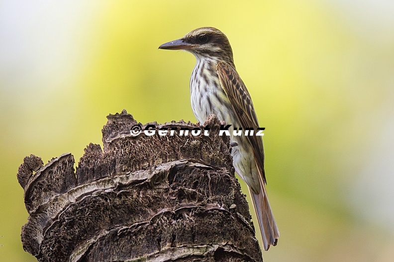 Myiodynastes_maculatus__Streaked_Flycatcher__S__dlicher_Fleckenmaskentyrann_8_2.jpg