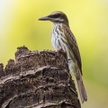 Myiodynastes maculatus  Streaked Flycatcher  S  dlicher Fleckenmaskentyrann 8 2