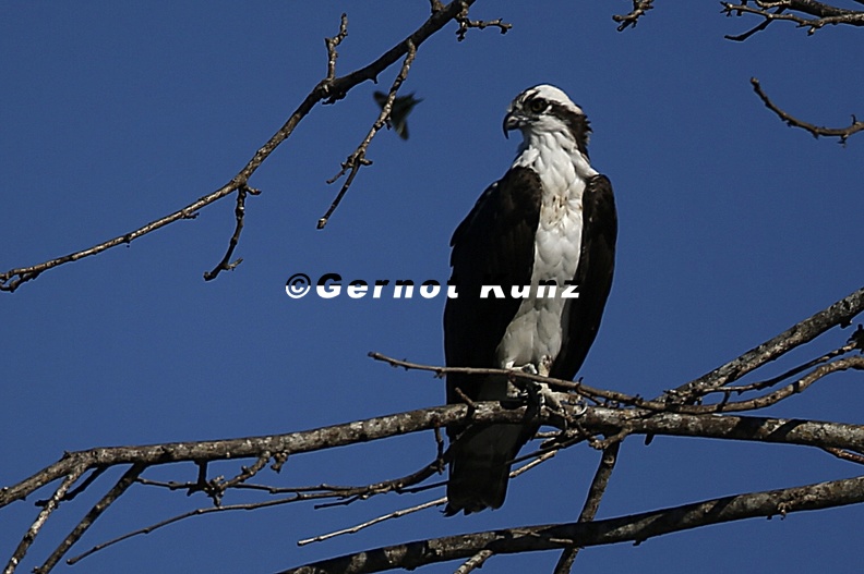 Pandion_haliaetus__Osprey__Fischadler_4_2_002.jpg
