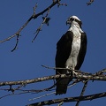 Pandion haliaetus  Osprey  Fischadler 4 2 002