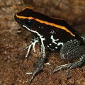 Phyllobates vittatus  Golfodulcean poison frog  Streifenblattsteiger 9 2 002