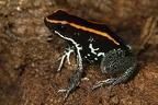 Phyllobates vittatus  Golfodulcean poison frog  Streifenblattsteiger 9 2 002
