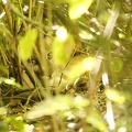 Puma concolor  Cougar  Mountain Lion  Puma W4 2 002