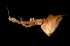 Ulobora sp  9 2