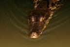 002 Caiman crocodylus  Spectacled Caiman  Caim n de anteojos 1