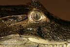 003 Caiman crocodylus  Spectacled Caiman  Caim n de anteojos 2
