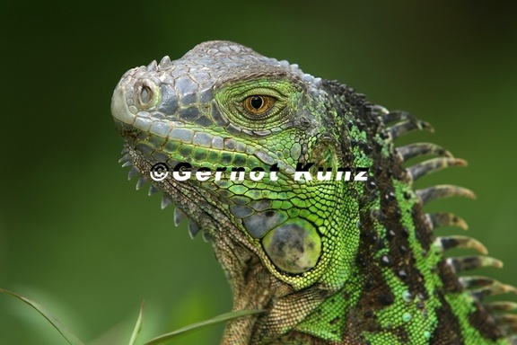 004 Iguana iguana  Green Iguana  Iguana verde juv 1